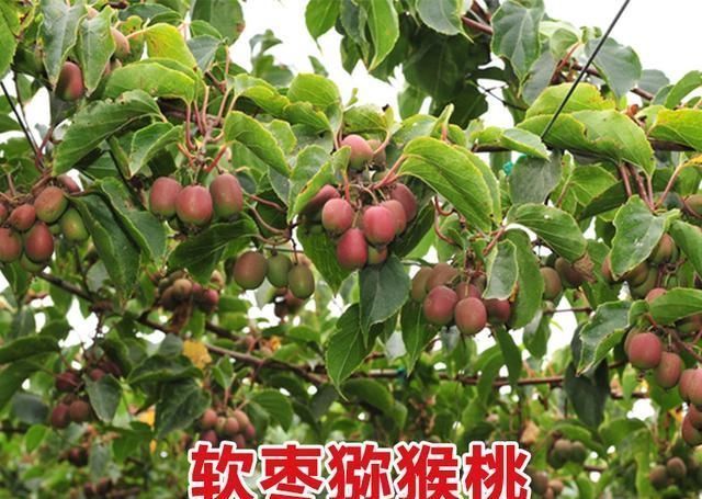 『果树』少抽2包烟,院子里也要栽上2株此果树,结果甜如蜜桔,丢土里就活