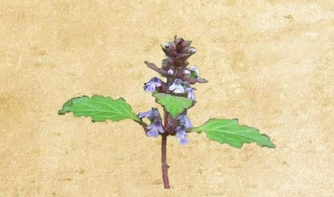  『路旁』此为“金疮小草”，若长在您家路旁，请别除掉，关键时刻起大作用