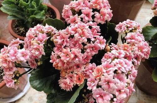 『加水』1勺粉末加水里，秒变“促花水”，7天喂一次，长寿蟹爪兰争着开花