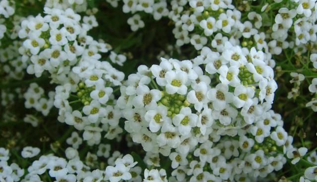  『一花多色』养花就养此款花，一花多色吸引人，阳台上养一盆，抓人眼球上档次