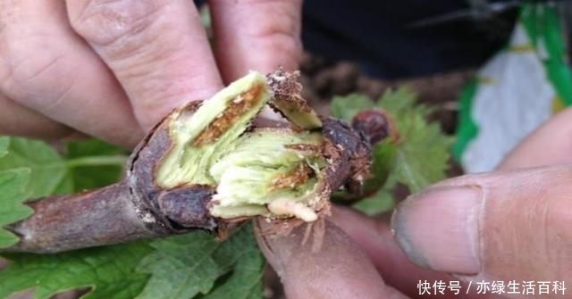 如果树木上有这种痕迹，那么你要小心了，可能是天牛在这产卵了