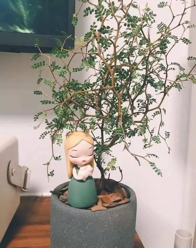  『冰雪女王马』这5种花，光听名字就想养一盆，美得不像话