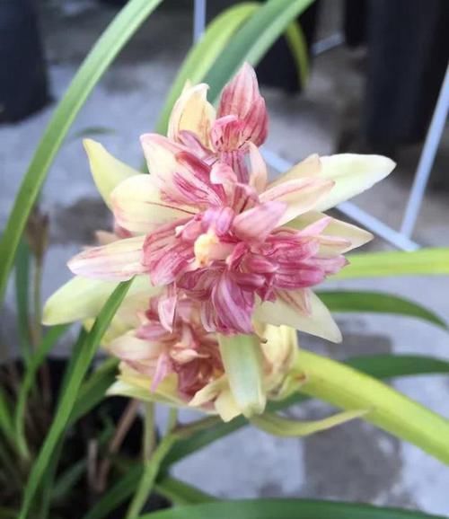  品种■它是建兰多瓣奇花经典品种之一，勤草勤花，适应力极强，非常好养
