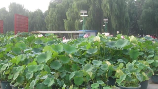  『盆栽』盆栽荷花栽种技巧与病虫害防治，你都会了吗？