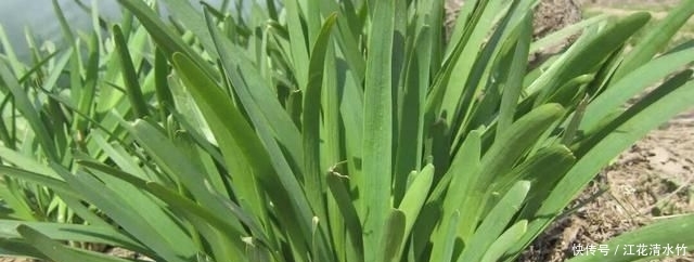  『塑料』冬季养盆栽韭菜，只需做“1步”，叶子又肥又壮，收获一茬接一茬