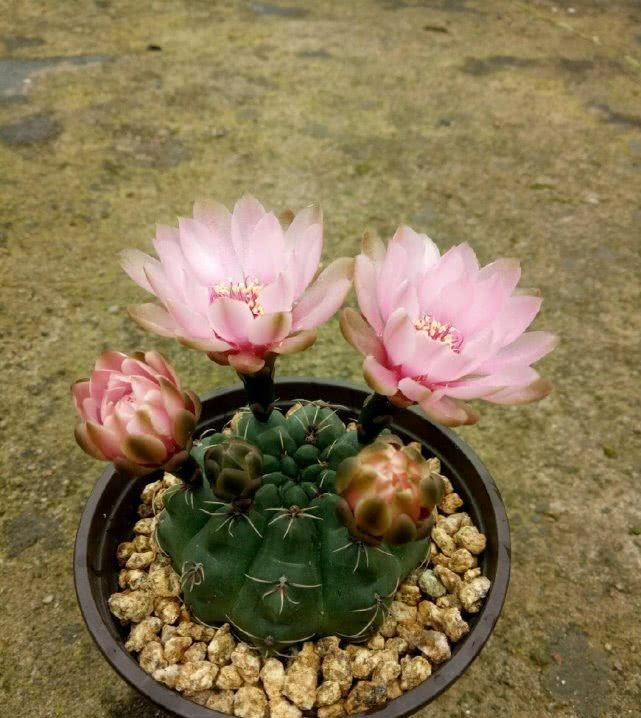 『最长』花期最长的仙人球,球形端庄开花又美丽,一年还能多次开花