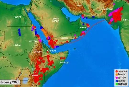 喜马拉雅山|4000亿只非洲蝗虫入侵南亚威胁中国？专家解答了