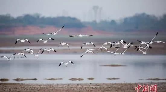  「竟是」江西的省鸟、省花、省树是什么？原来竟是它们……