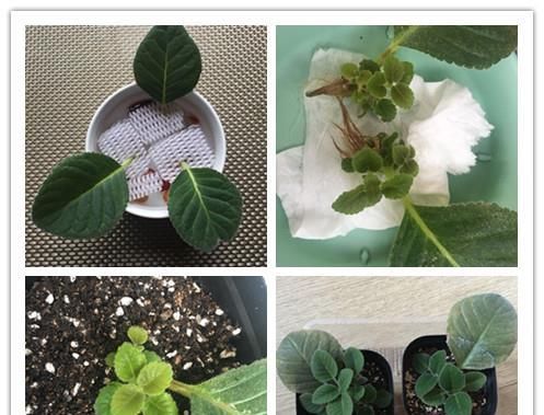  【叶子】一款超好养的绿植盆栽，插叶子就能活，周年开花，适合养花新手