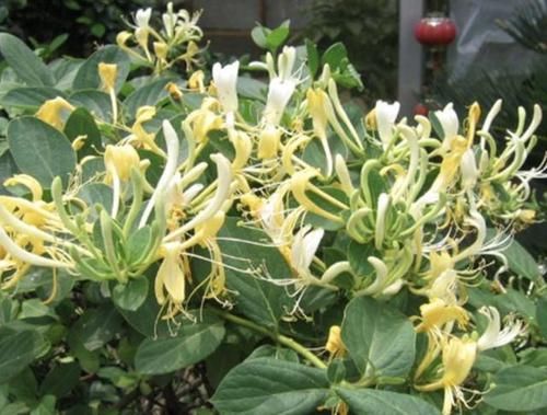 【养护】在家盆栽“金银花”,等到5月份会开花,散发出“香味”,好闻!