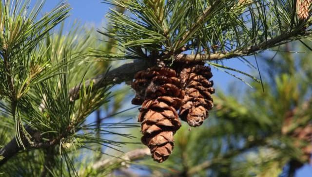  【想想】农村到处可见的植物，一直当柴烧，现在想想就是在“烧