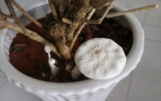  死翘翘■养花施肥有小妙招,这种水用错了就是祸害水,养什么花都死翘翘...