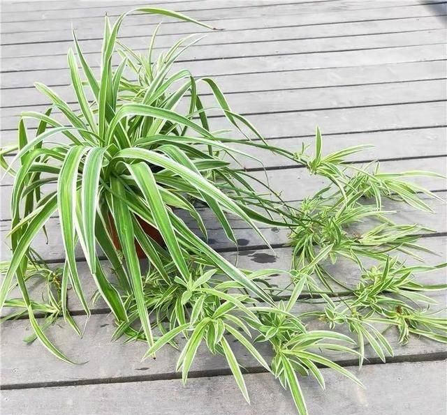  [植物]吊兰的植物美学：这几款美美的吊兰，你最爱哪一款？