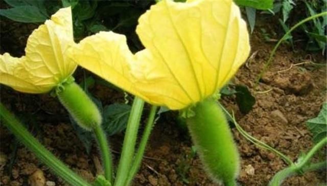  冬瓜：冬瓜有哪些种植方法？适合在什么季节种植？种植期间有哪些需要注意