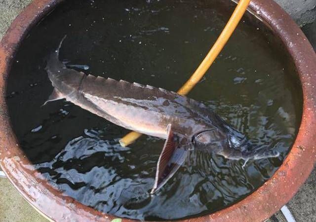 钓友|老家小河里,钓起这种鱼,钓友说是长江珍稀物种,味道鲜美