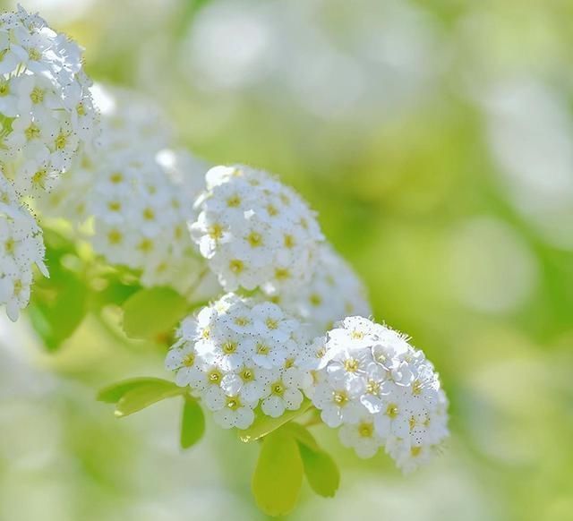  春天：养一盆它，春天也能看到雪花飘，也是花市热销切花，花期半个月