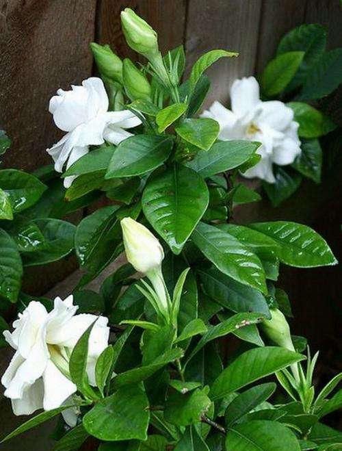  「栀子花」水培栀子花什么时候开，如何管理水培栀子花？一起来了解一下吧！