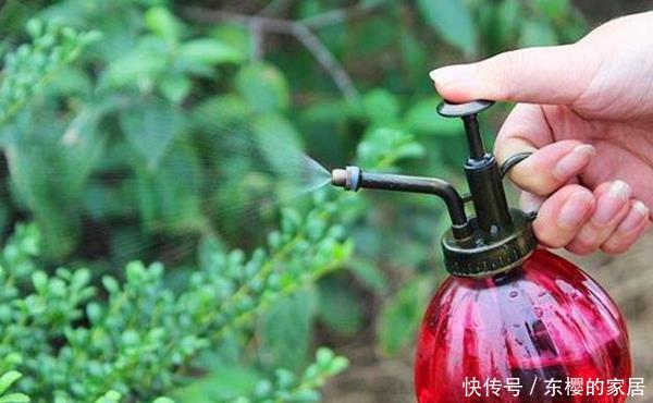 花草@养花先用生根粉,还是先用多菌灵?千万别陷入使用“误区”!
