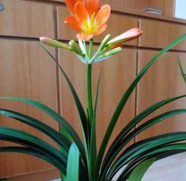 「油绿」养绿萝、吊兰厌倦了，不如养这3种花，叶片更油绿，全年都开花！