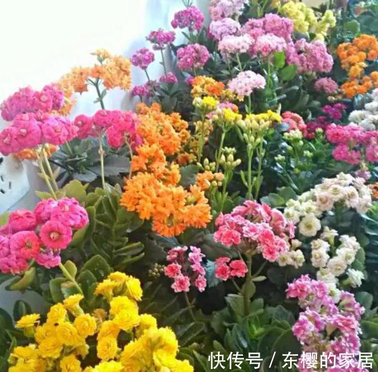  家里：“4种花”养家里，开花不断，花朵多又艳，直接变成“小花园”！