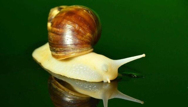  「品种」蜗牛的品种很多，养殖时，要根据当地具体情况因地制宜