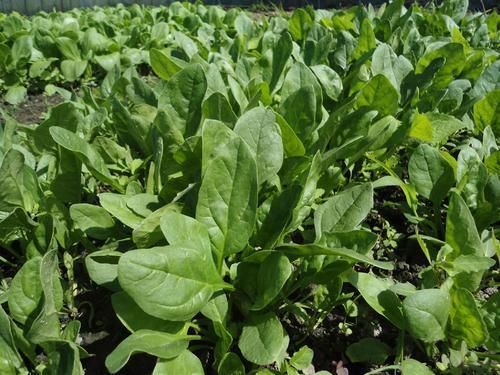  #灌溉#农村菜园子种菜，爱使用粪水灌溉，这菜能吃吗？使用粪水好不好呢