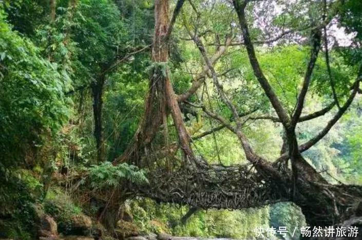 印度人用树“修”了一座桥，不用水泥钢筋，过了200年越来越安全