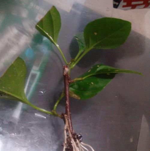  开爆：扦插三角梅，一个小诀窍，20天生根，半年就能开爆盆，花开不断