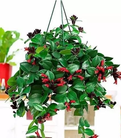 草本植物■这“4种花”吊起来养,漂亮好看又好养,不占地方开花多,超美!