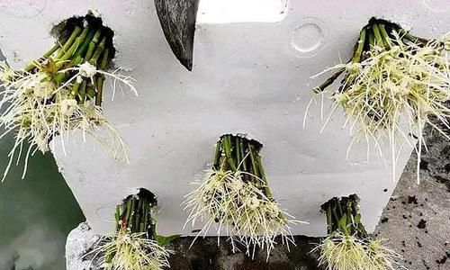 【花钱买】“4种花”不用花钱买,折根枝条放水中,半个月生根,好养活的很
