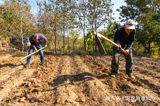  「红薯」白薯变红薯，河北山村大爷：500元买的新品种今年亏了3