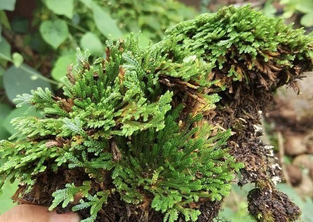  【增值】1种“野草”值钱，喜欢长在山坡上，挖来1棵当“盆栽”