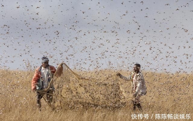  #坦和印度#有个数｜3600亿蝗虫肆虐亚非，你吃的糖可能会受影响