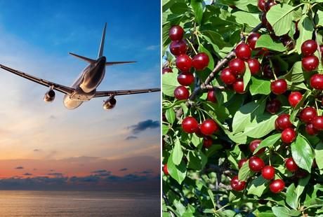 澳大利亚樱桃对华出口将迎“零关税”时代