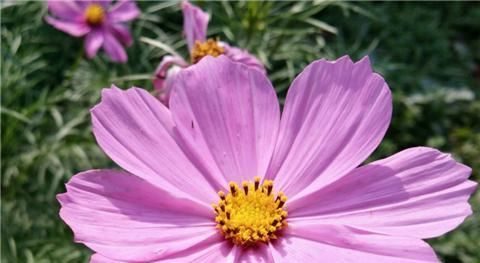 『开花』1种花耐旱好养,盆盆开花旺,养在阳台变“花海”
