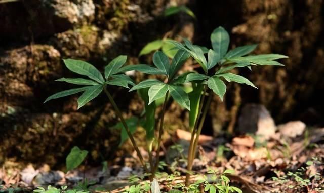  『七叶』人称“七叶莲”，蛇见到就怕，当今价值珍贵，若在竹林见到请珍惜