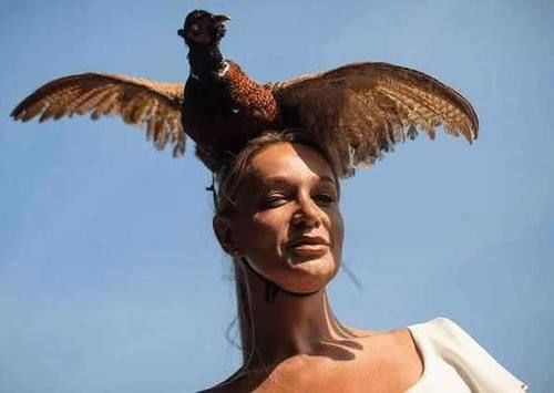  野鸡|英国公路成“野鸡坟墓”，泛滥后被人“通缉”，网友：敢不