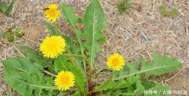  『此物』此物名为蒲公英，常人当它是野花，行家用它泡茶，老中医用来治病