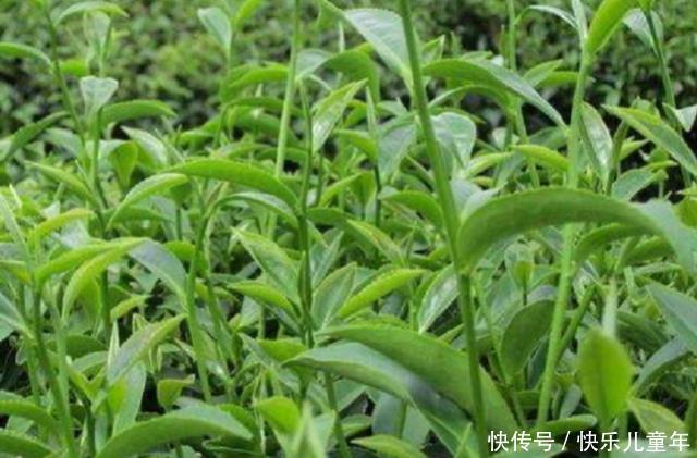  「番泻叶」农村这野草名叫“番泻叶”据说可以治疗便秘，若是见