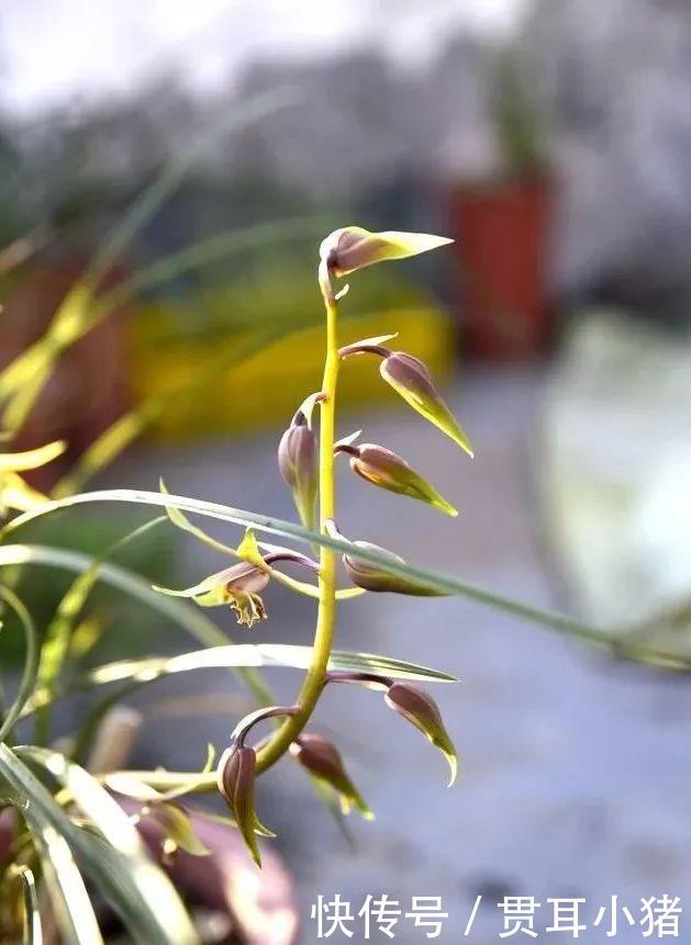 #中国人#国花评选引起热议兰花的4大优点，完全可以列为国花