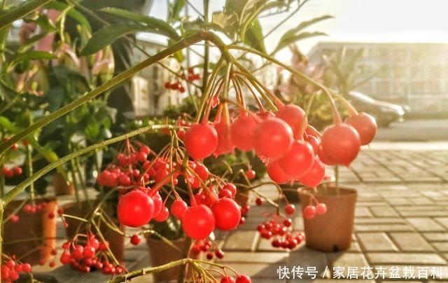  『寓意』365天都可以观果，寓意还好，富贵籽的养护方法和管理技巧分享