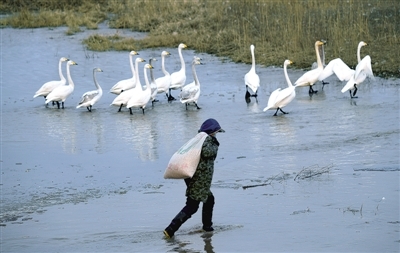 从50只到近万只 白天鹅是如何爱上三门峡的？