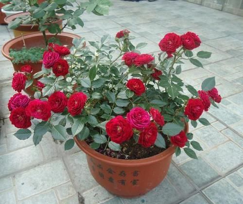  「亮睛」喜欢菊花，不如养盆“珍品名菊”黄金麦穗，似金色绣球，夺目亮睛