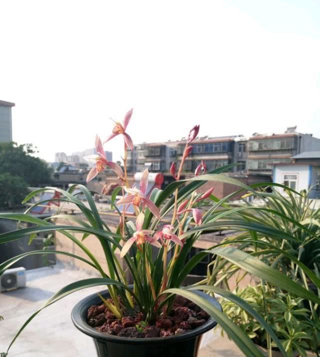  名品■此名品兰花香气四溢，花色艳丽，多季开花好养活，值得你拥有！