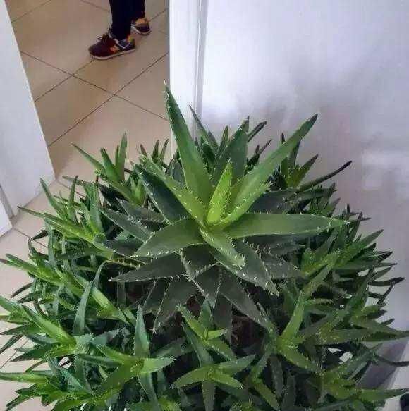  漂亮■家里就养这几种植物，一棵就能长爆盆，一盆能养上十年，漂亮好养