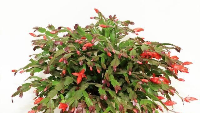  【植物】勤快人养不好“蟹爪兰”，常干这几件事，年年不开花