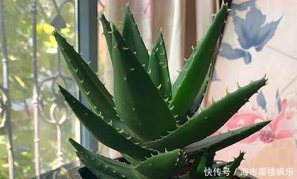  『春天』春天养殖芦荟盆栽该如何管理？满足3点，根部突突往外冒侧芽