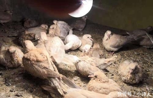  不少■养殖周期仅37天，曾是农业一祸害，如今一只300元，养殖的