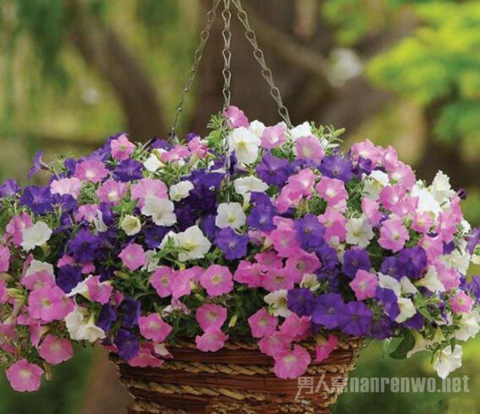  『不死』夏天晒不死的4种喜光花 能花开半年 且花量巨大