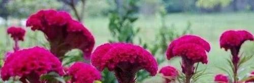  『野花都』鸡冠花观赏价值高，还具有食用性，过去农村很常见如今不好找